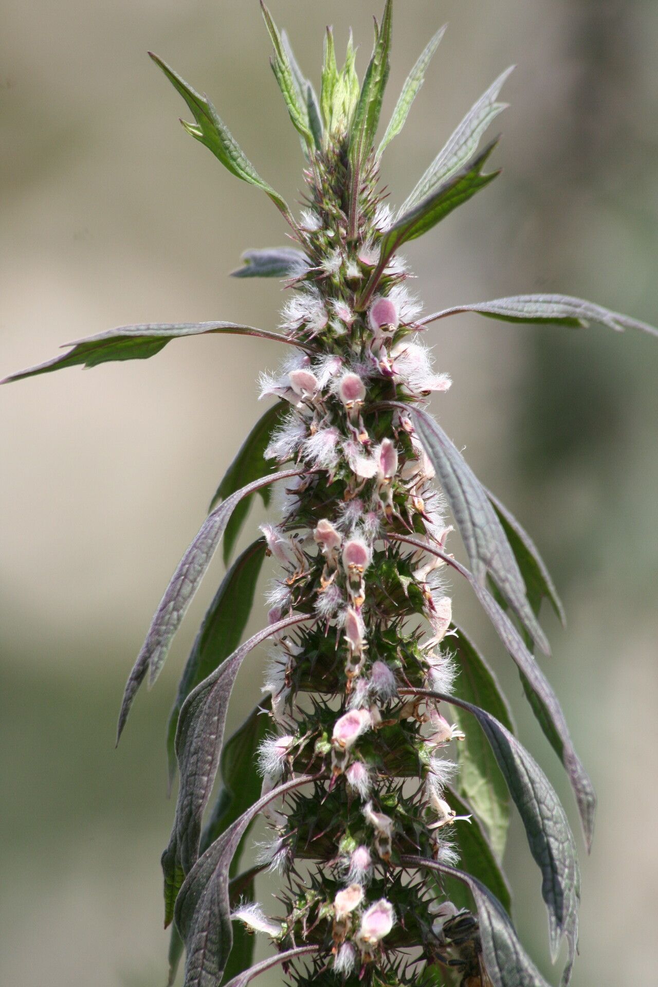 Leonurus quinquelobatus flower