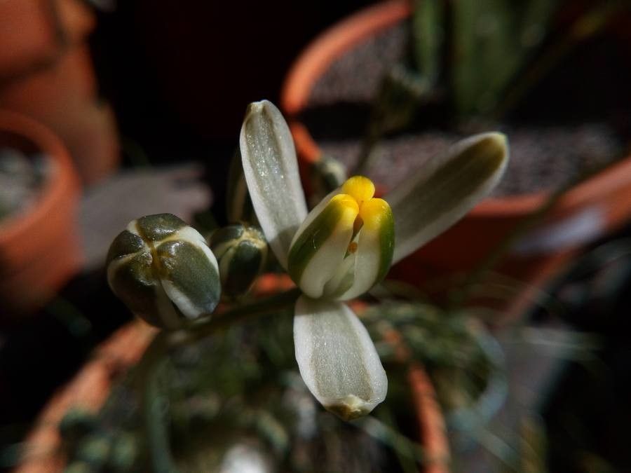 Albuca humilis flower