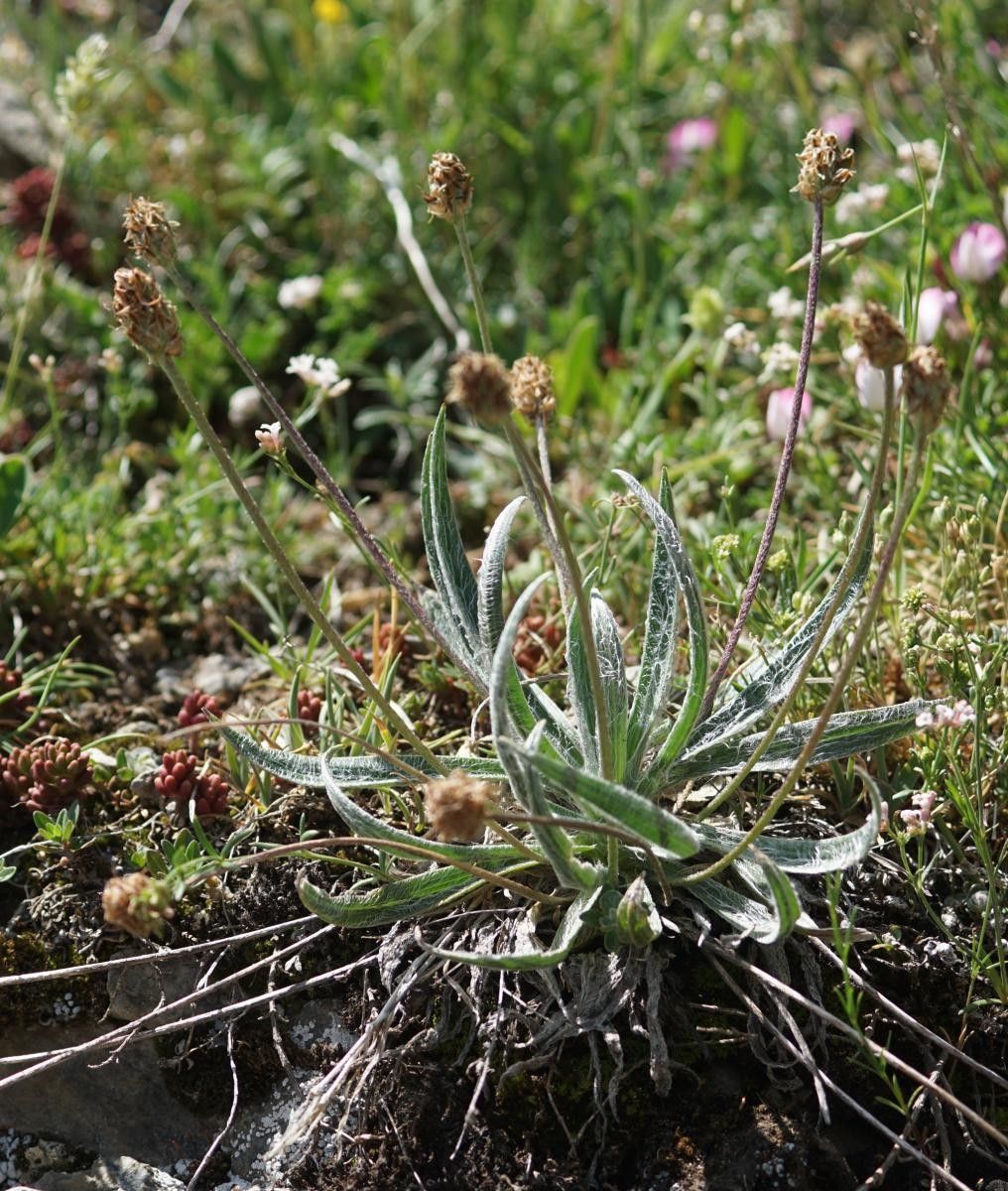 Plantago nivalis habit
