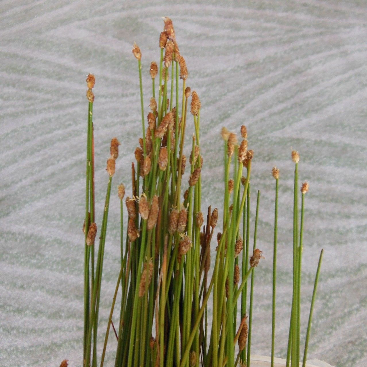 Eleocharis albida habit