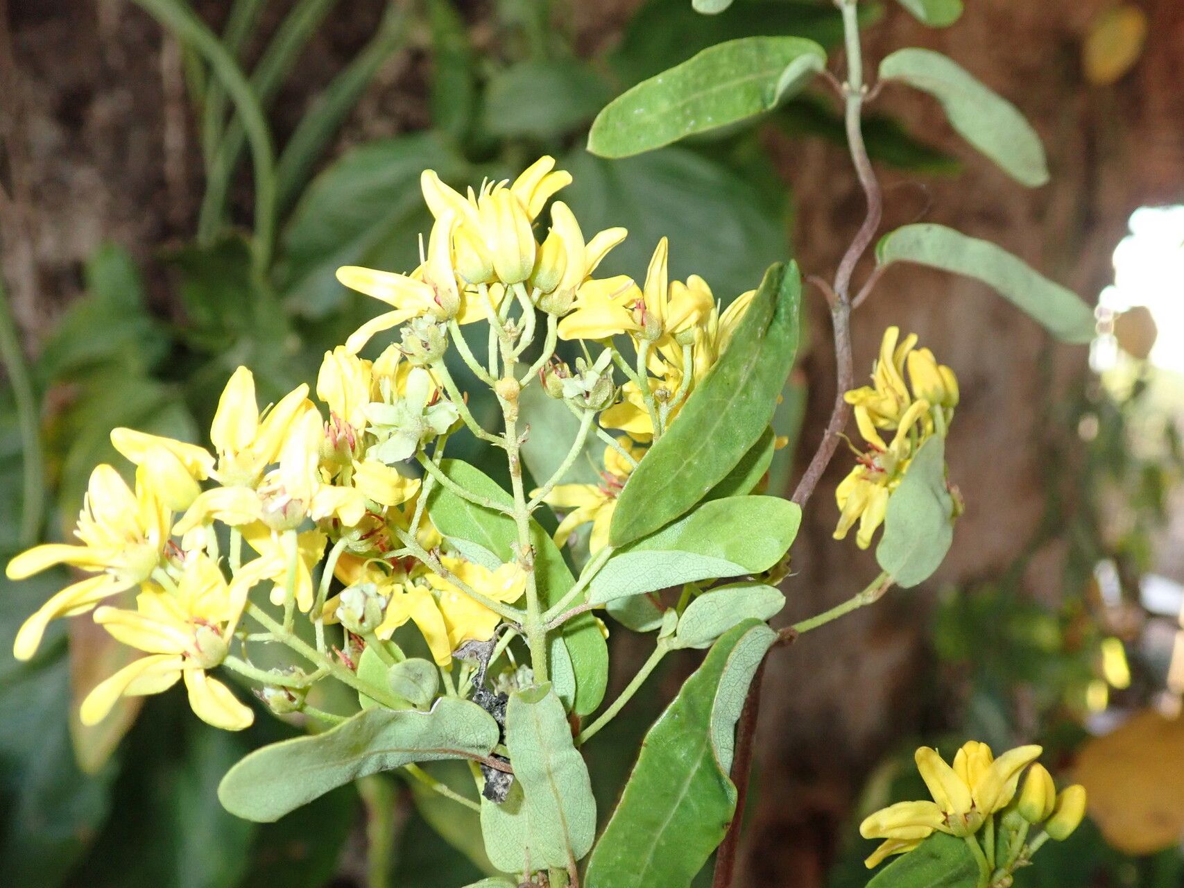 Tristellateia greveana — houseplant care guide