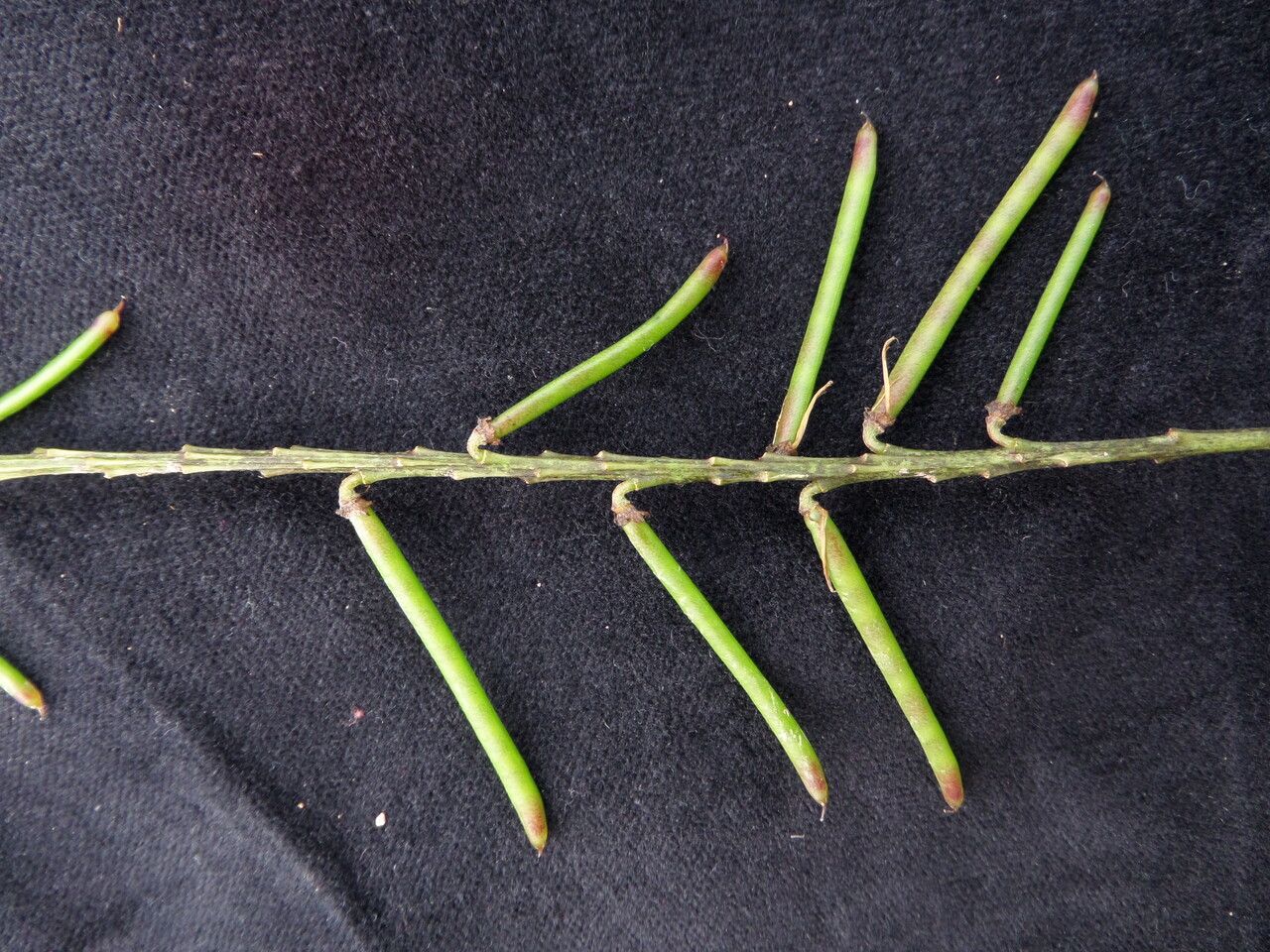 Indigofera atropurpurea — houseplant care guide