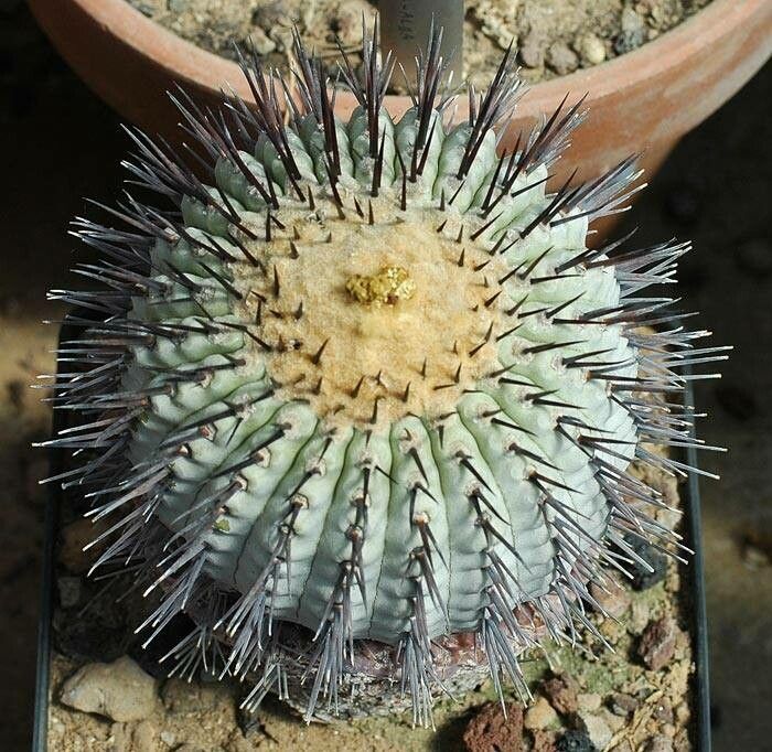 Copiapoa longistaminea leaf