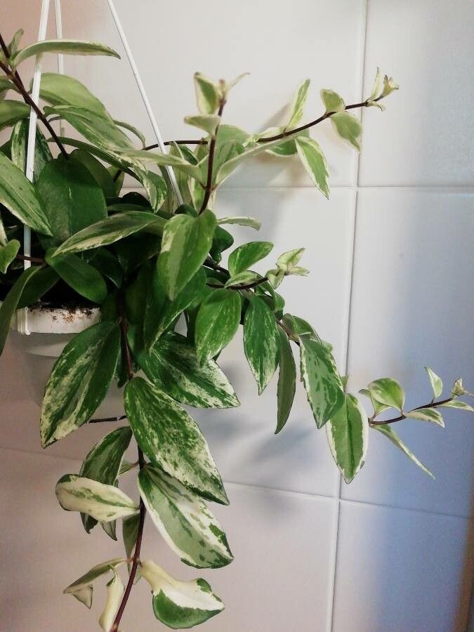 Aeschynanthus speciosus