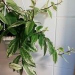 Aeschynanthus speciosus