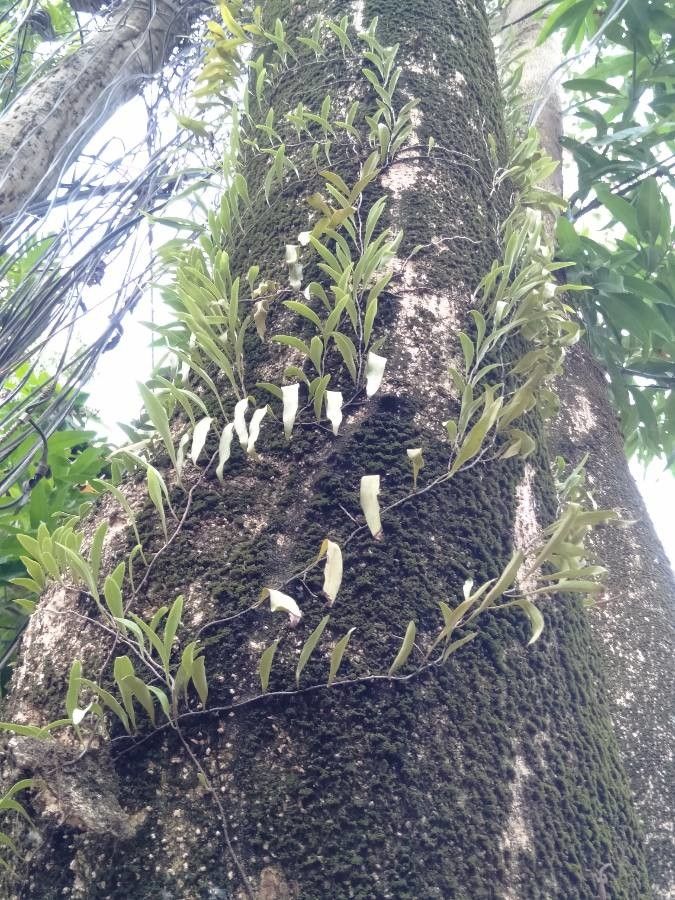 Pyrrosia adnascens habit