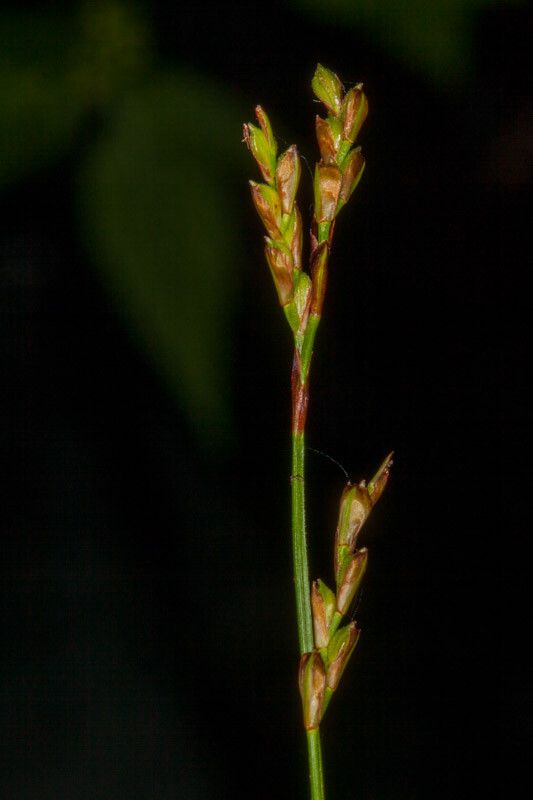 Carex digitata fruit
