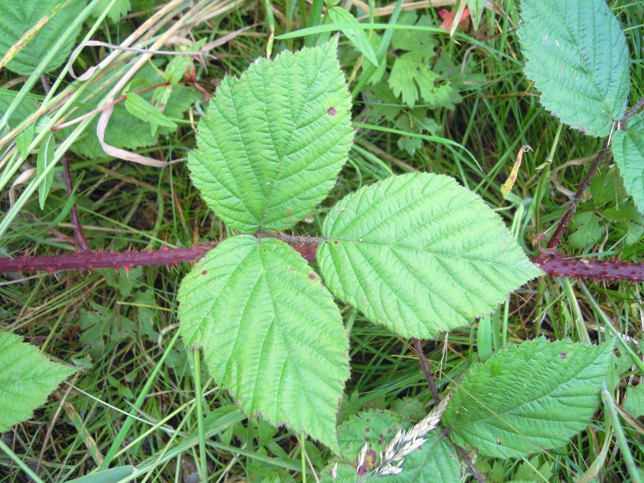 Rubus coombensis leaf