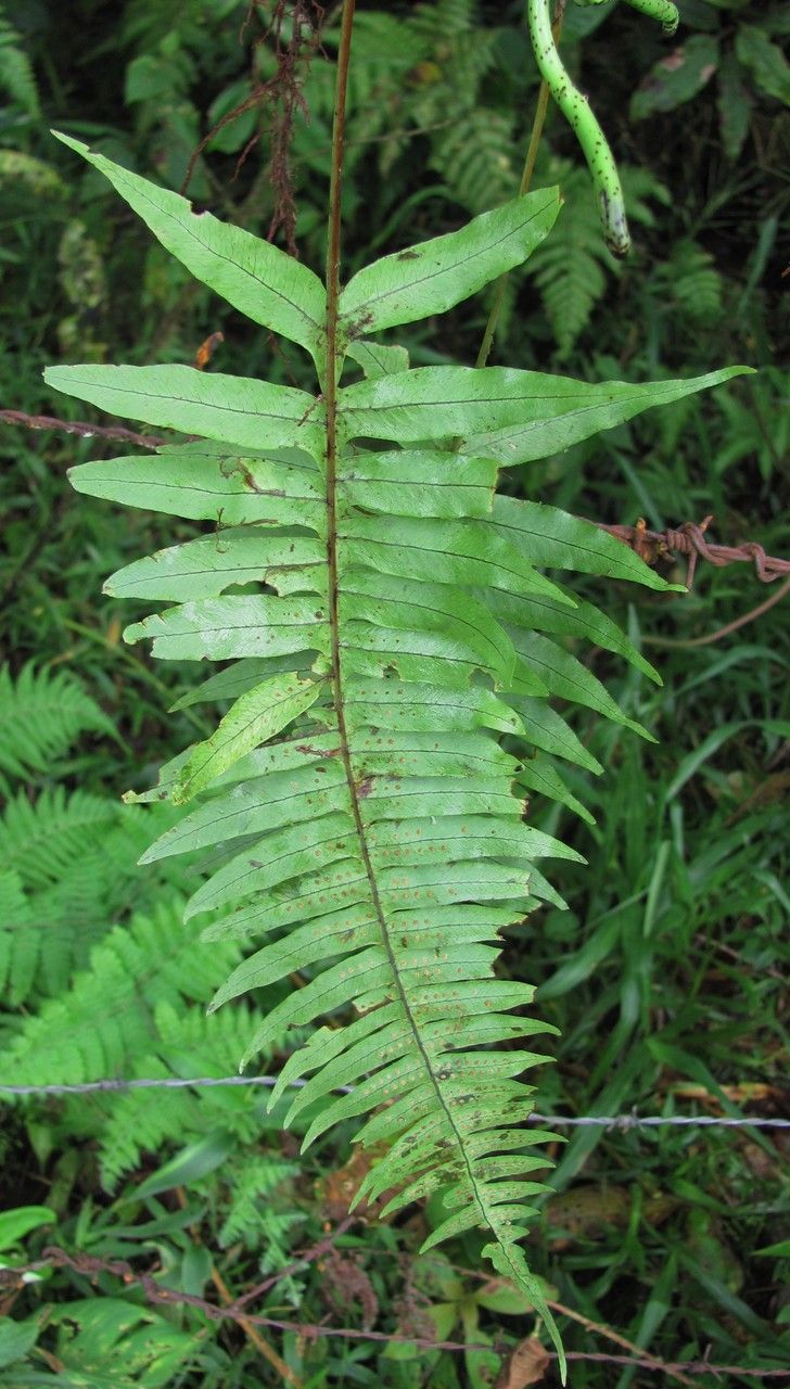 Serpocaulon ptilorhizon — search result for 'Serpocaulon'