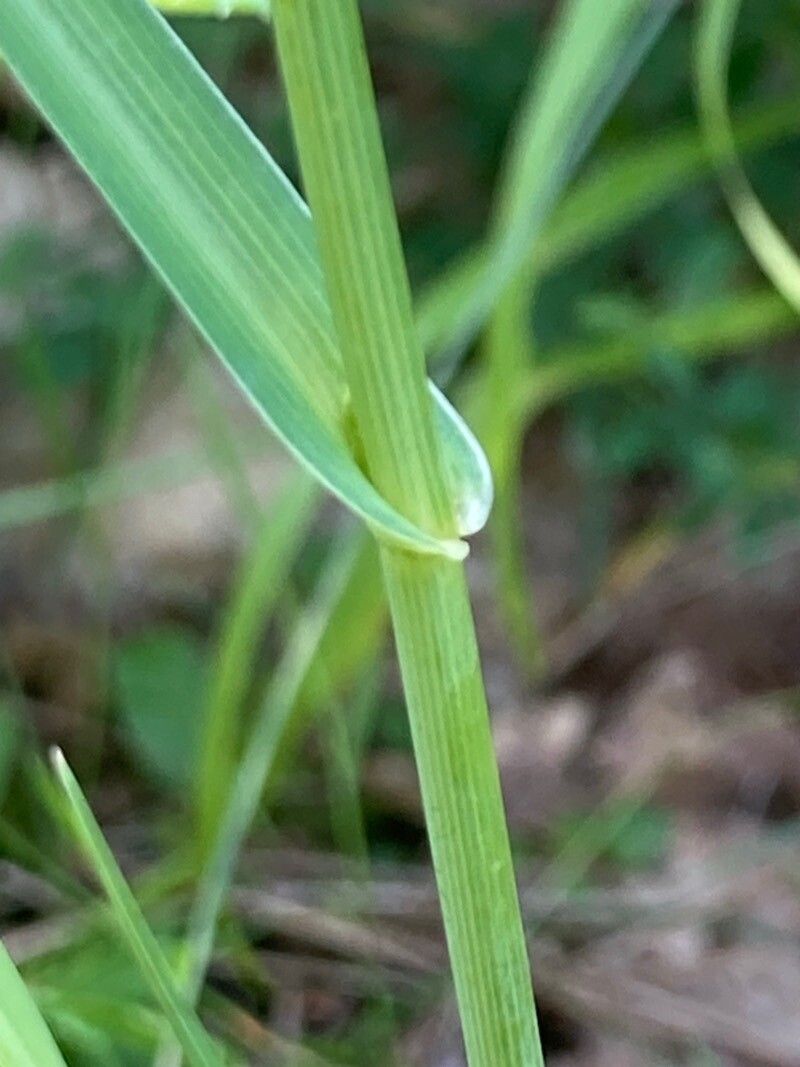 Bupleurum tenuissimum — search result for 'Bupleurum'