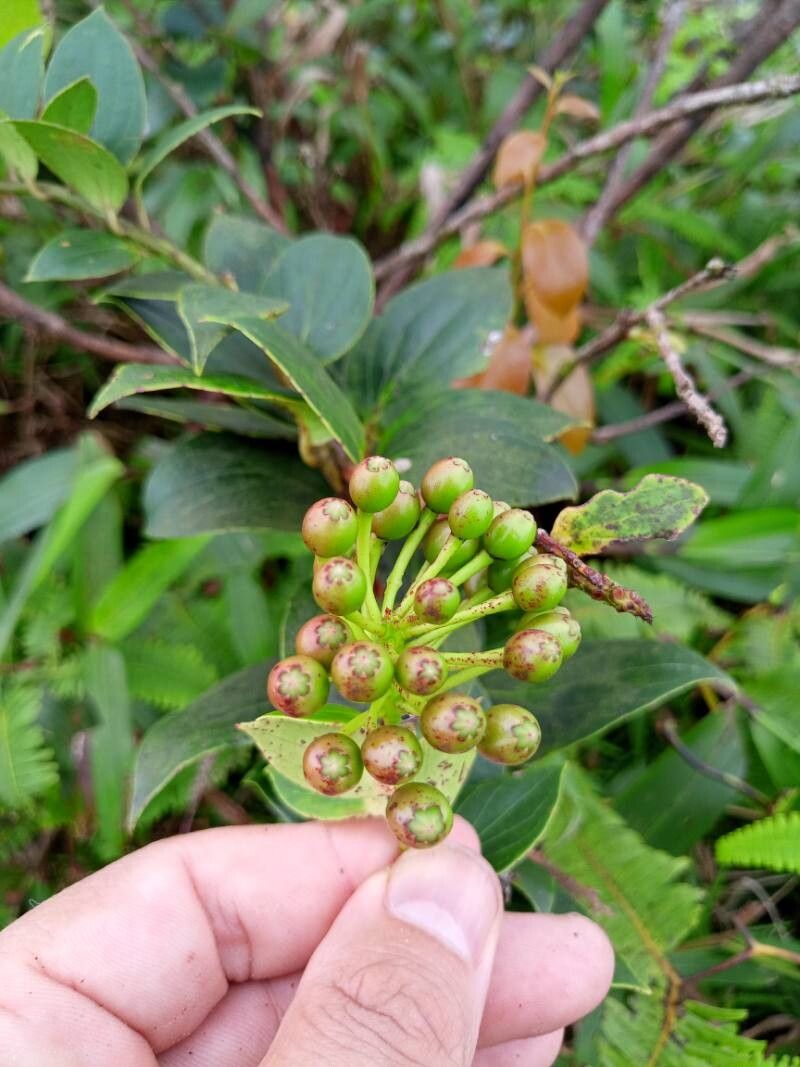 Vaccinium racemosum flower