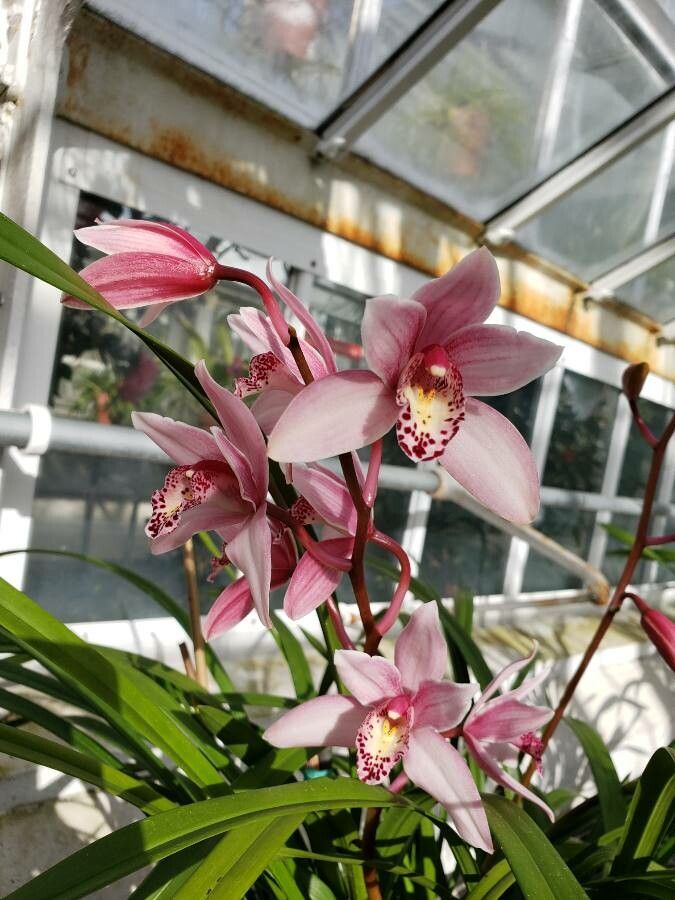 Prosthechea prismatocarpa flower