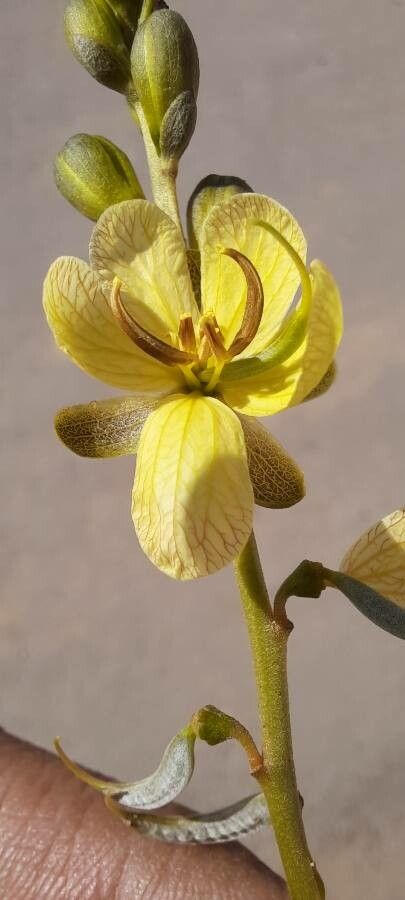 Senna italica flower