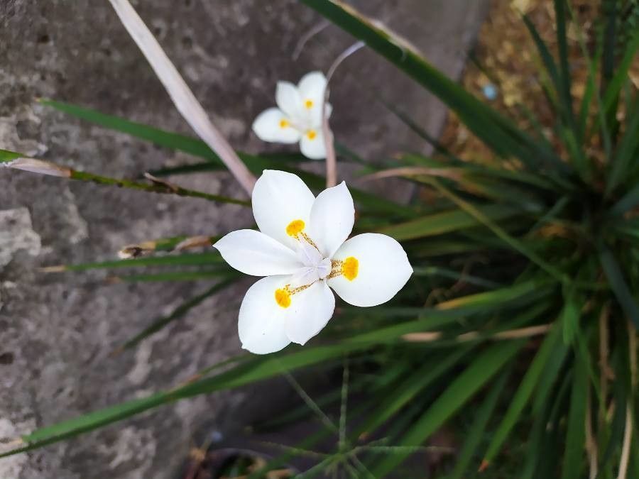 Dietes iridioides flower