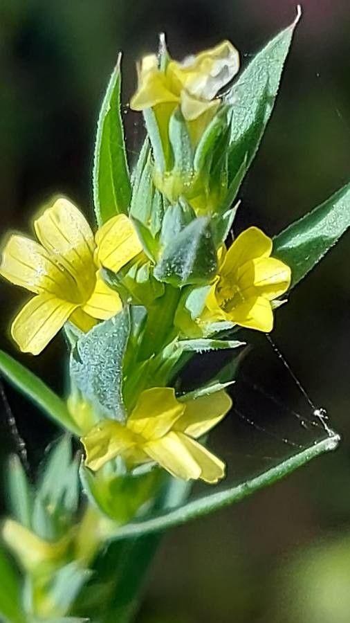 Linum strictum flower