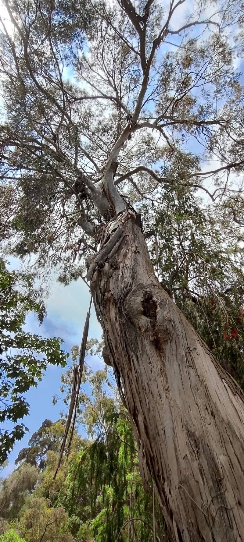 Eucalyptus kartzoffiana habit