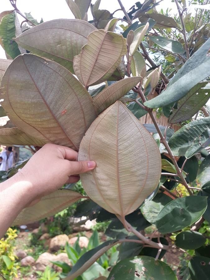 Miconia argentea — search result for 'Miconia'