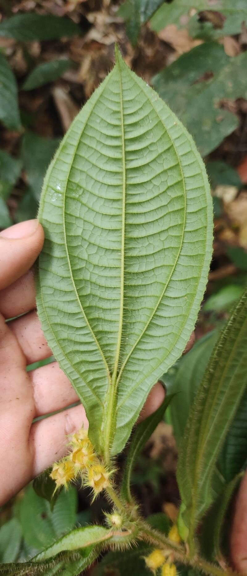 Miconia alternidomatia — houseplant care guide