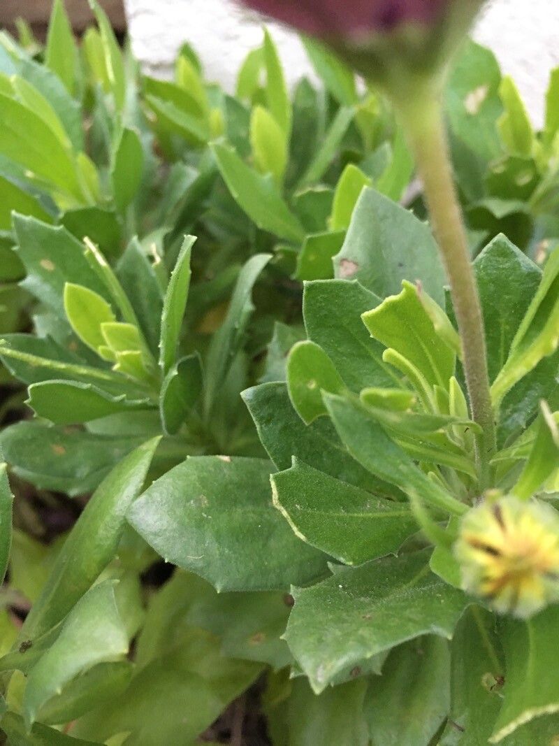 Dimorphotheca fruticosa — related species from the same genus