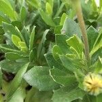 Dimorphotheca fruticosa