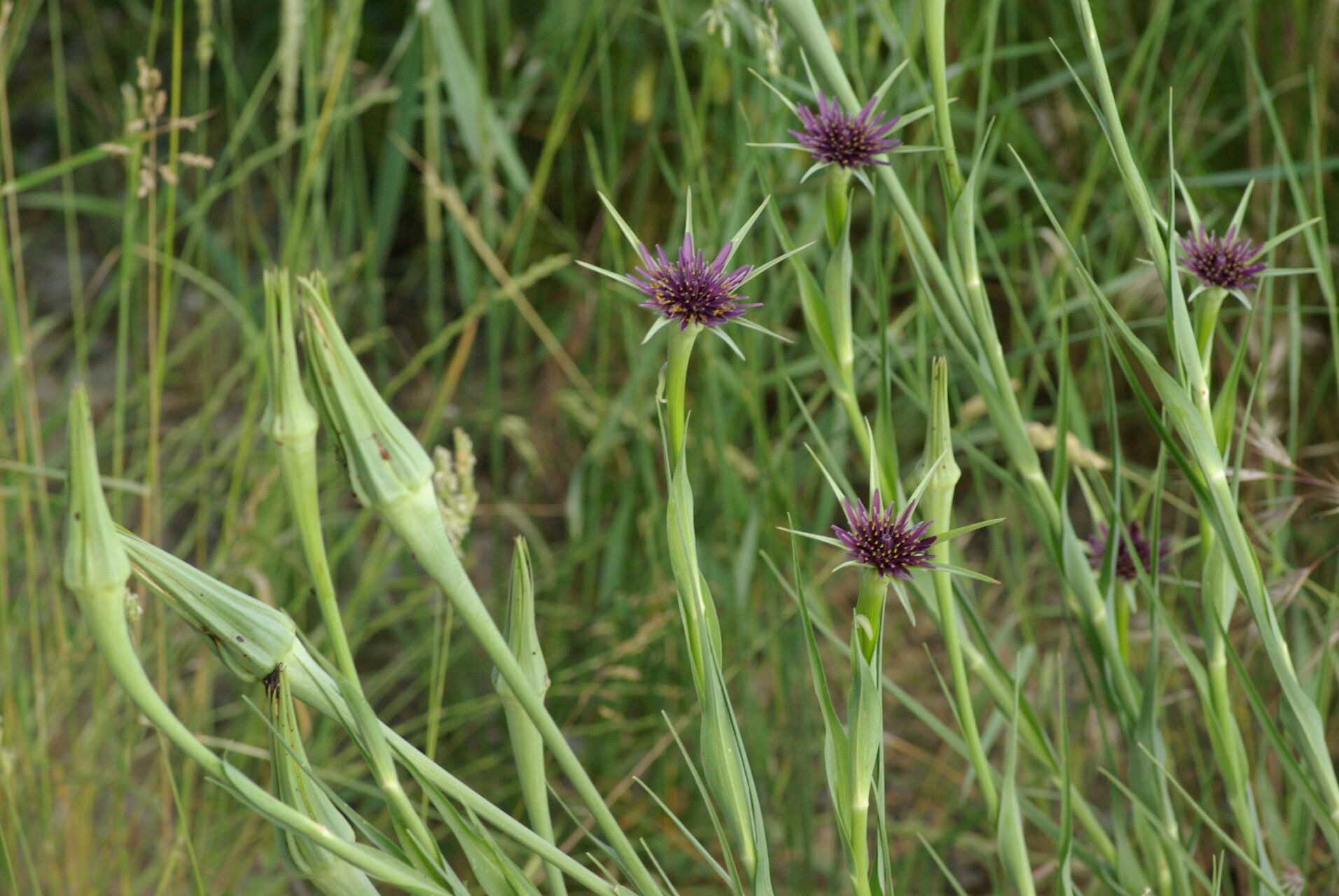 Tragopogon angustifolius habit