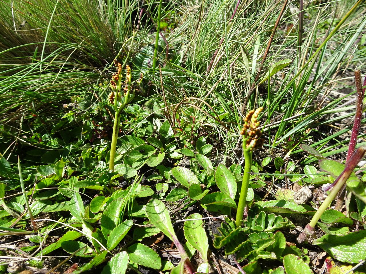 Botrychium schaffneri habit