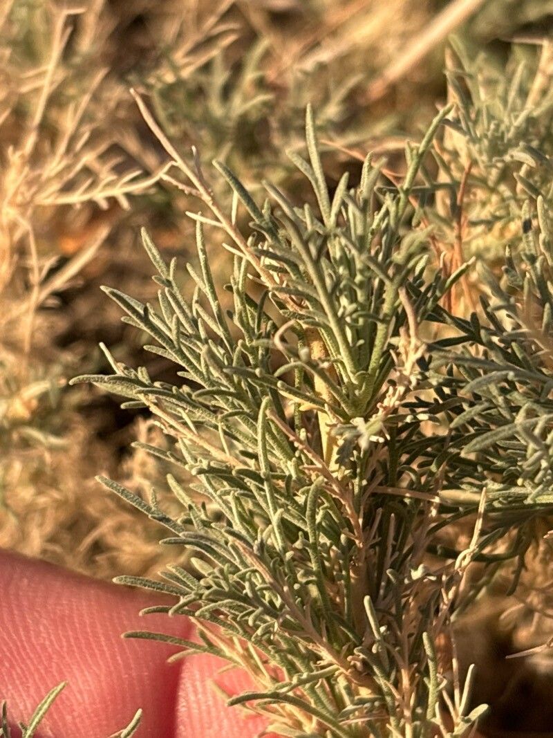 Descurainia gonzalezii — search result for 'Descurainia'