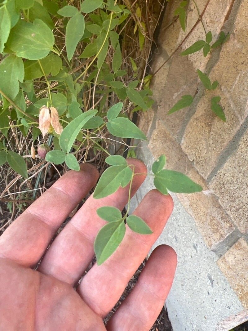 Clematis orientalis leaf