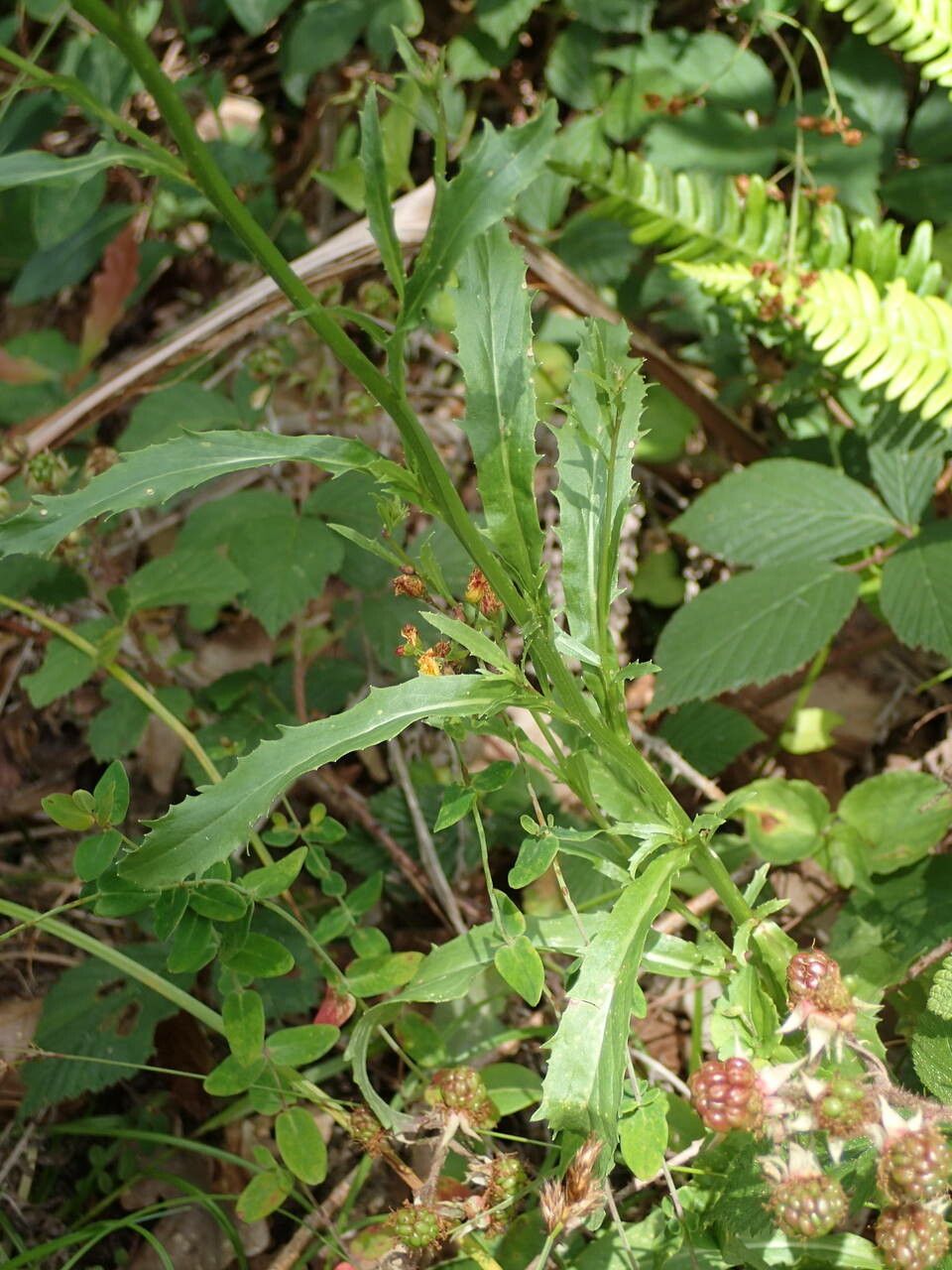 Lobelia urens — search result for 'Lobelia'