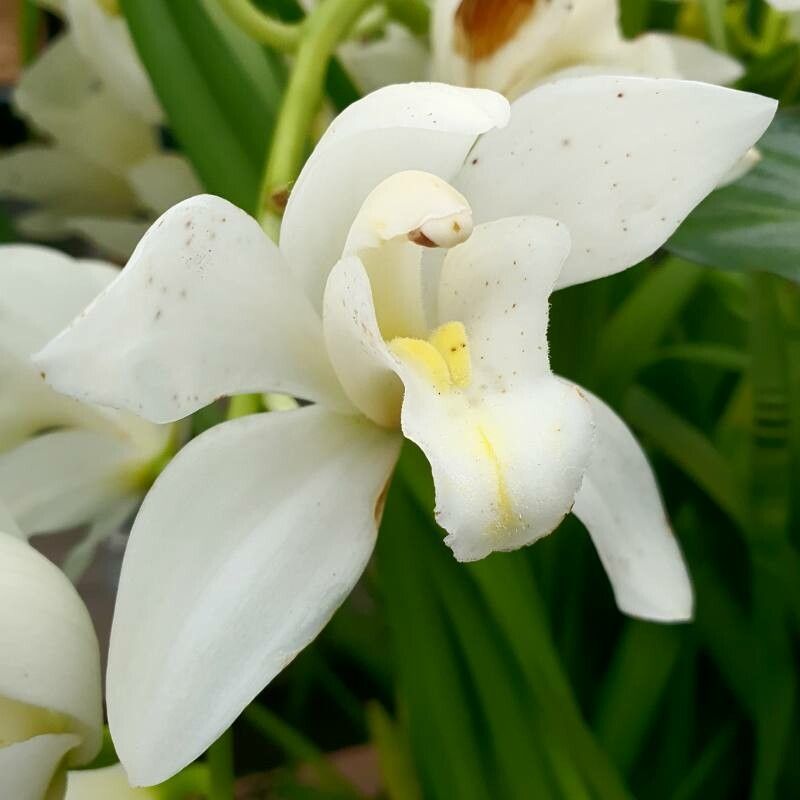 Calanthe amboinensis — related species from the same genus
