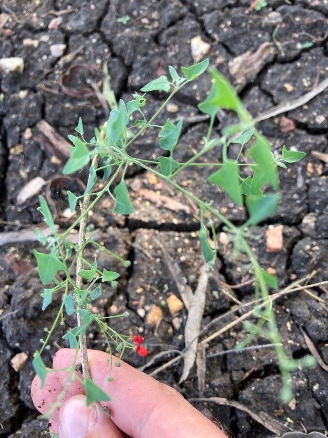 Einadia hastata — search result for 'Chenopodium'