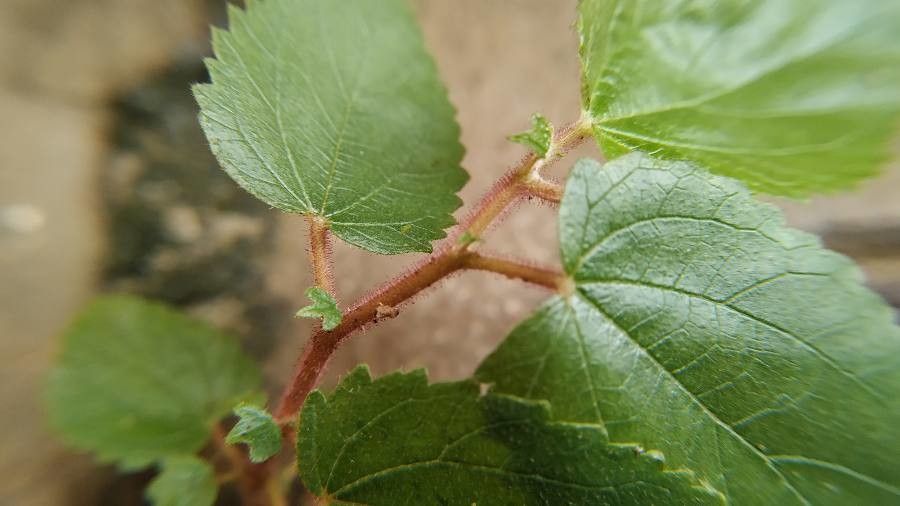 Acalypha californica — search result for 'Acalypha'