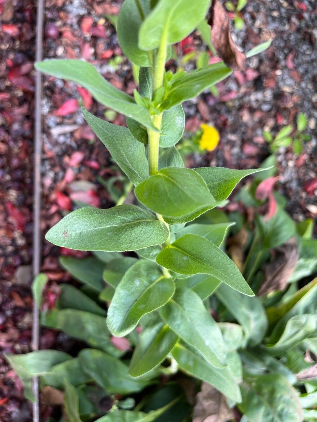 Solidago rigida — cold hardy houseplant