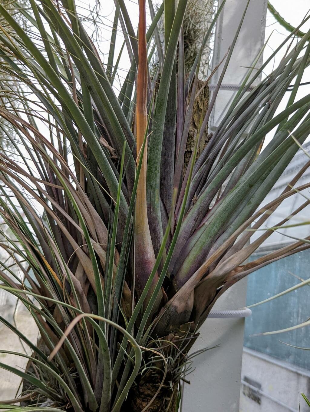 Tillandsia extensa habit