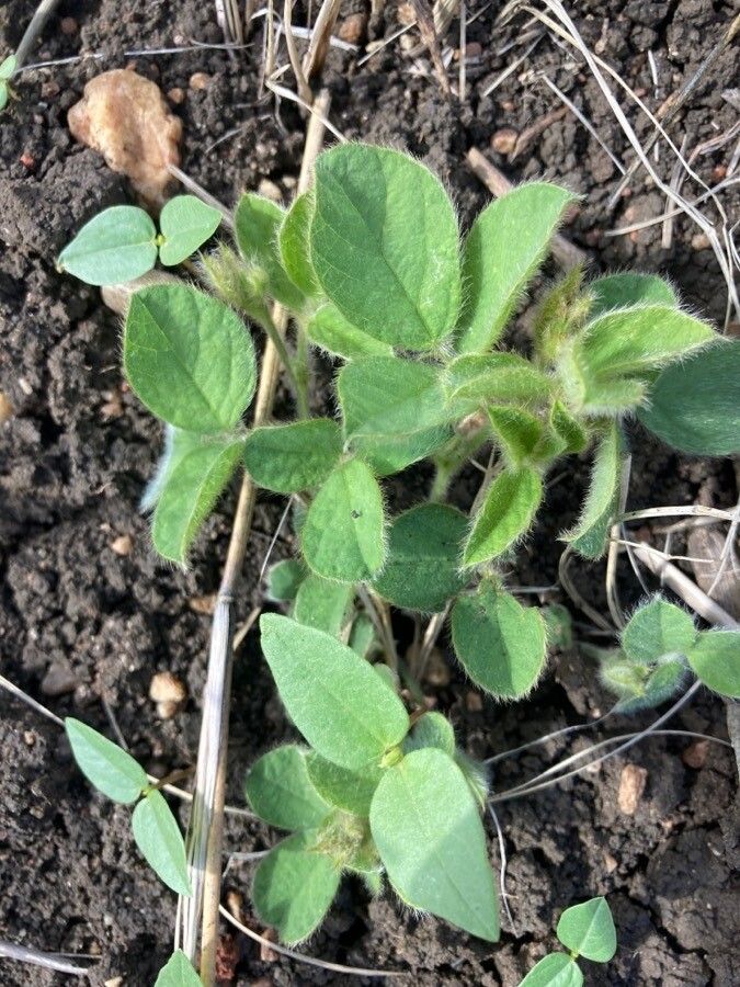 Glycine tomentella — houseplant care guide