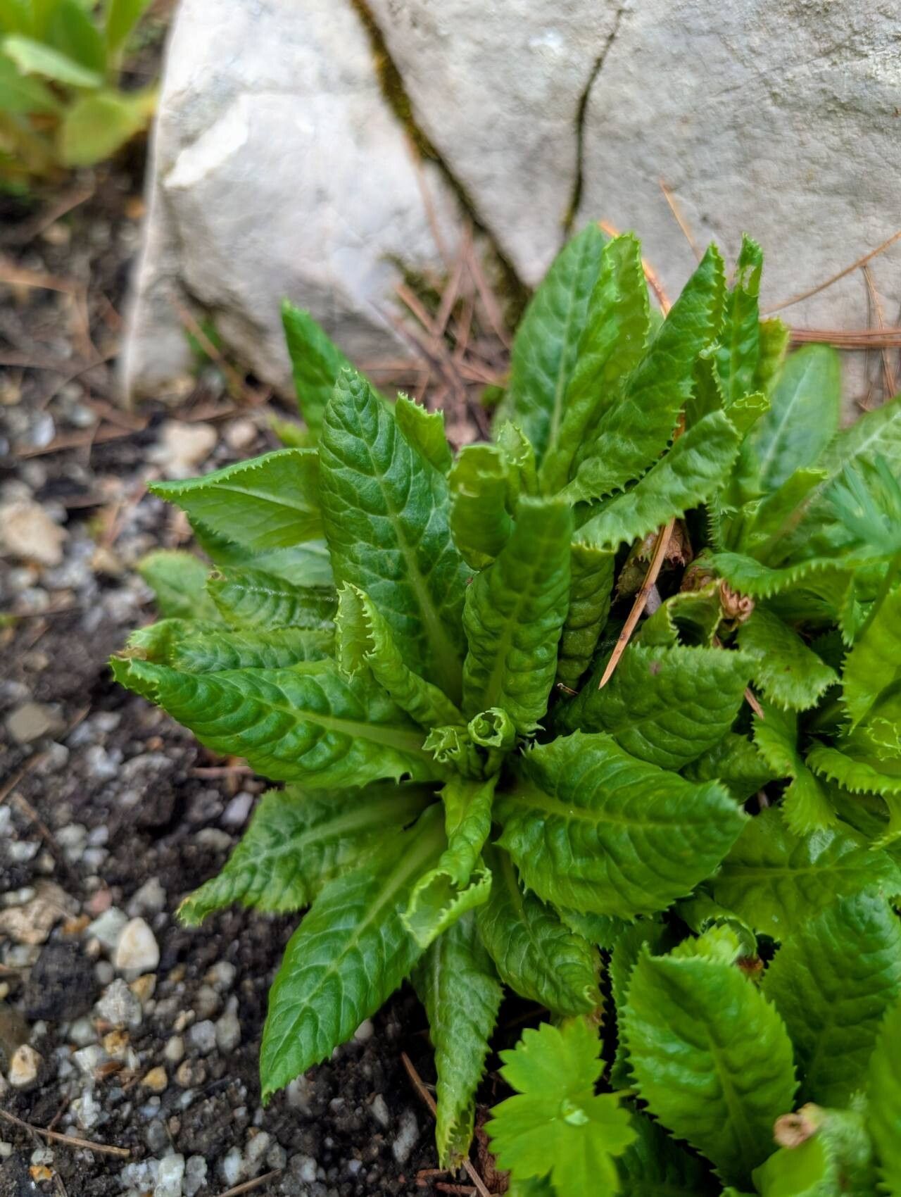 Primula anisodora leaf