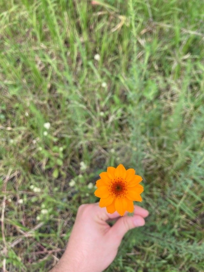 Adenophyllum porophyllum leaf