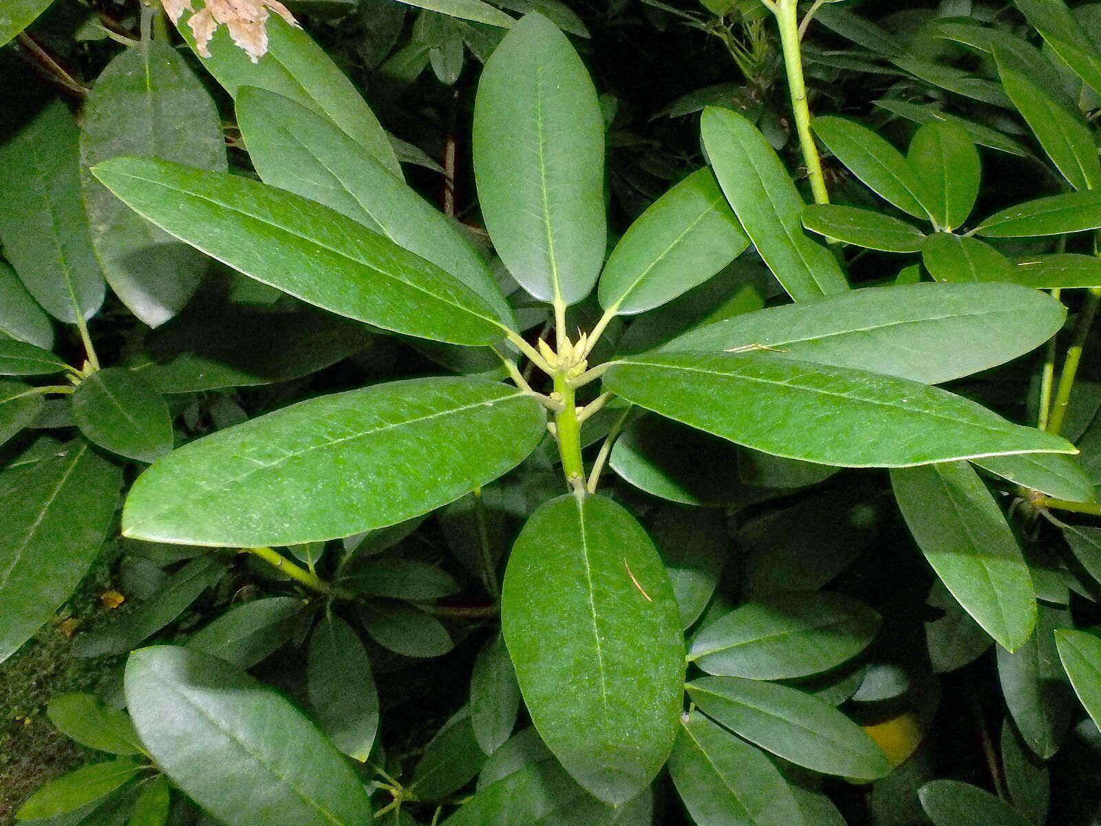 Rhododendron macrophyllum leaf