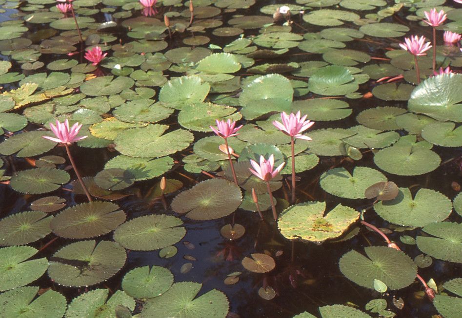 Nymphaea rubra habit