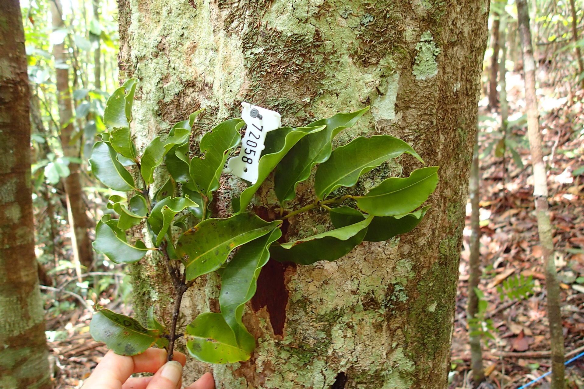 Syzygium densiflorum — houseplant care guide