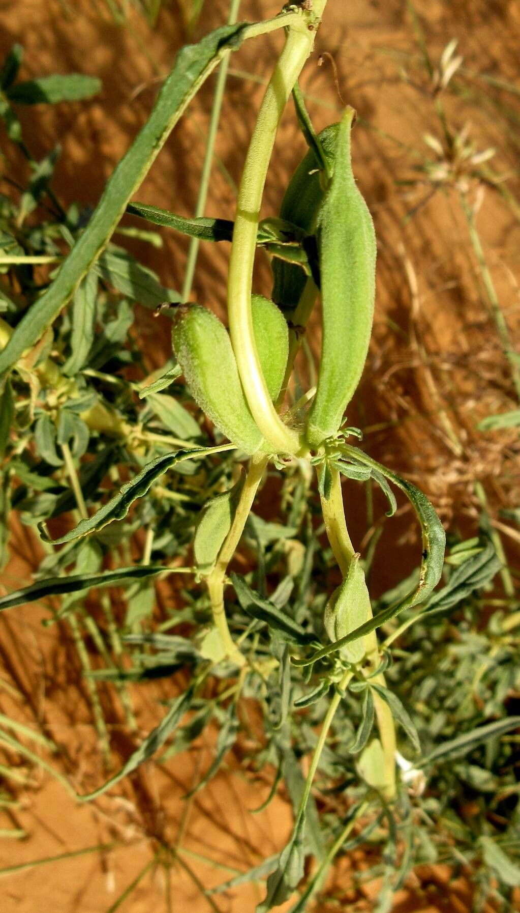Sesamum alatum fruit