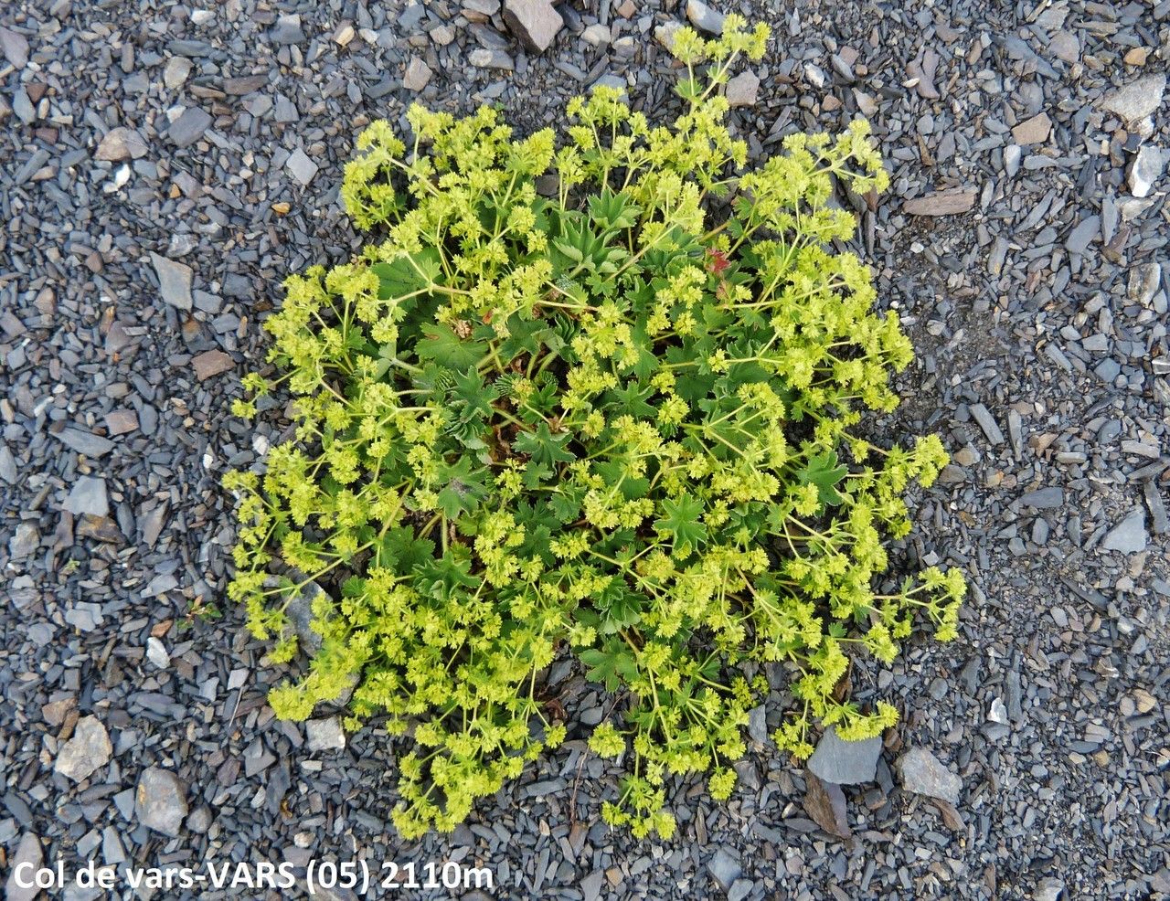 Alchemilla inconcinna flower