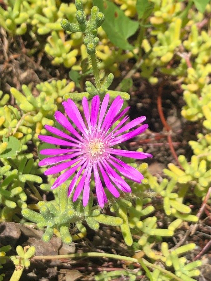 Drosanthemum hispidum flower