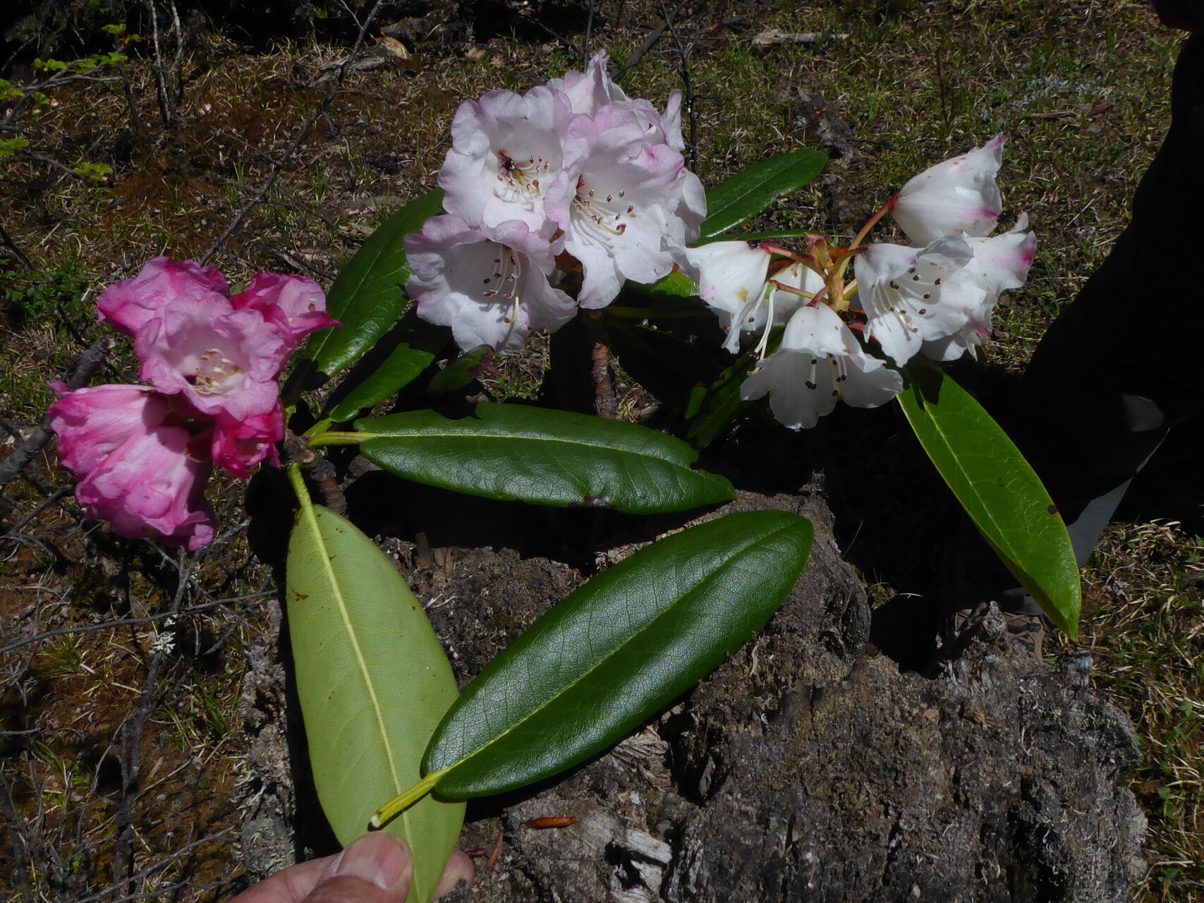 Rhododendron dignabile flower
