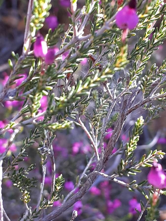 Erica umbellata — search result for 'Erica'