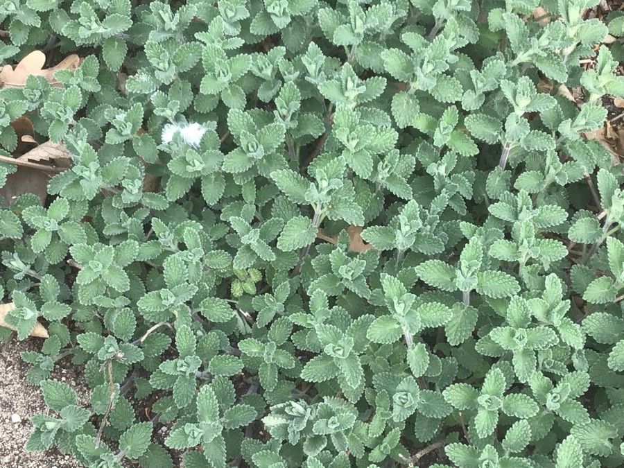 Nepeta × faasenii leaf