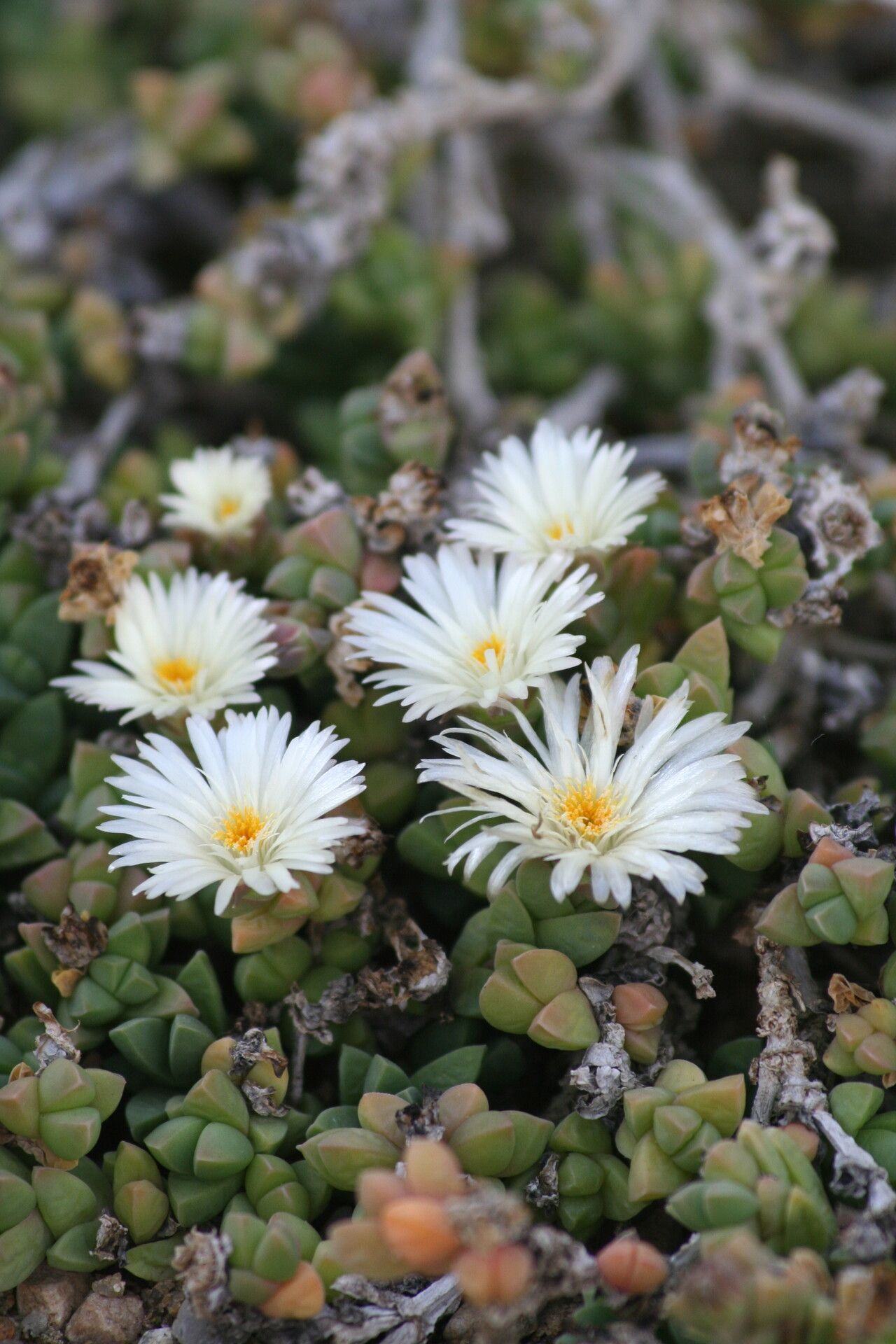 Delosperma taylorii flower