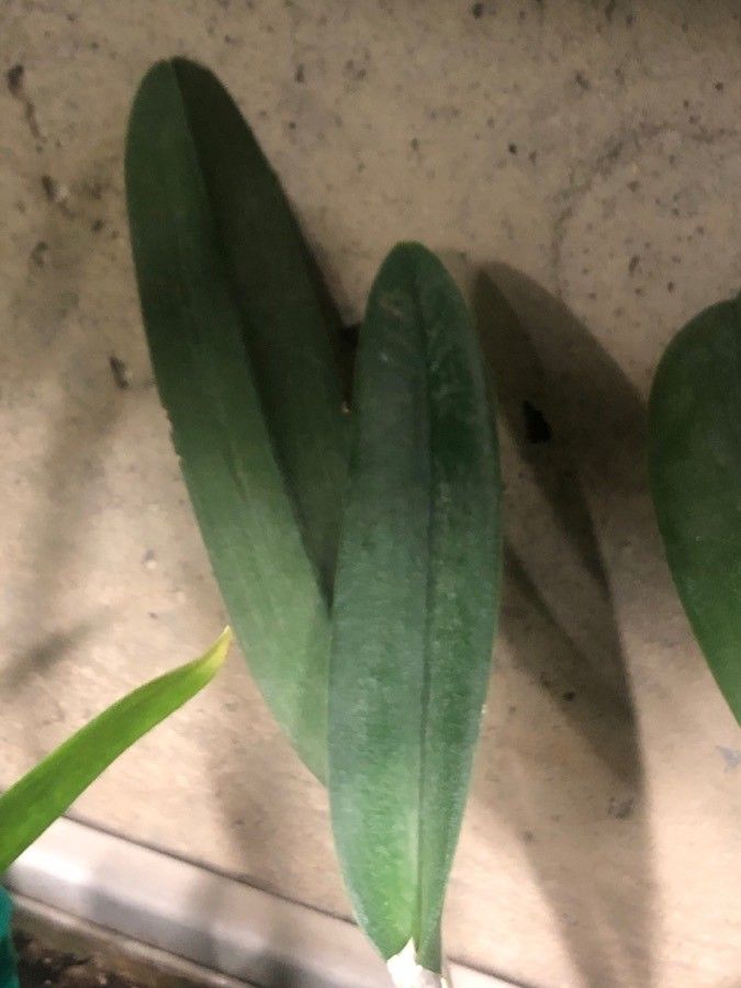 Rhyncholaelia digbyana leaf