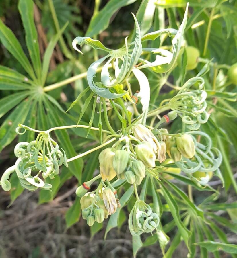 Manihot grahamii flower