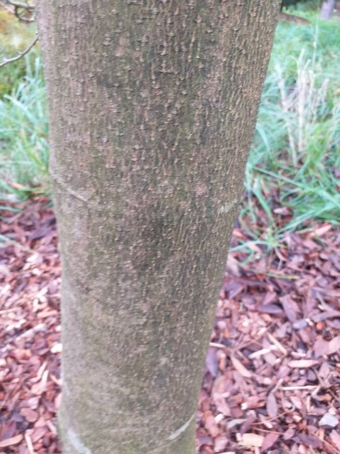 Magnolia × proctoriana bark